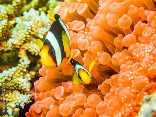 Fotografía Clark's anemonefish and sea anemone
