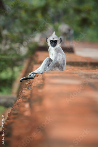 Photo Vertical photo of Gray langur sitting on the wall