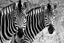 Zebra In Kruger Park