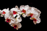 Fototapeta Kwiaty - Piekne białe storczyki