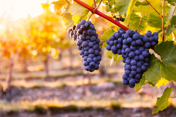 Vineyard with ripe grapes in countryside at sunset