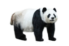 The Giant Panda, Ailuropoda Melanoleuca, Also Known As Panda Bear, Is A Bear Native To South Central China. Panda Standing, Side View, Isolated On White Background.