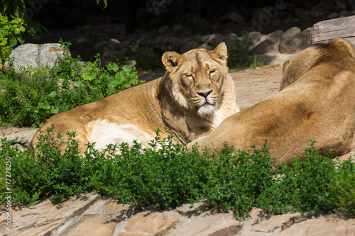 pride rests before the hunt, young male Asian lion and female Poster