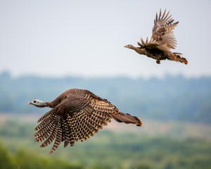 turkey in flight