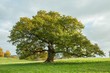© Jenn's Photography  - Old English oak tree in a summertime meadow.