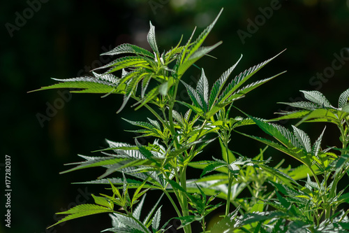 Plakat Lecznicza roślina marihuany w jasnym świetle z ciemnym tłem