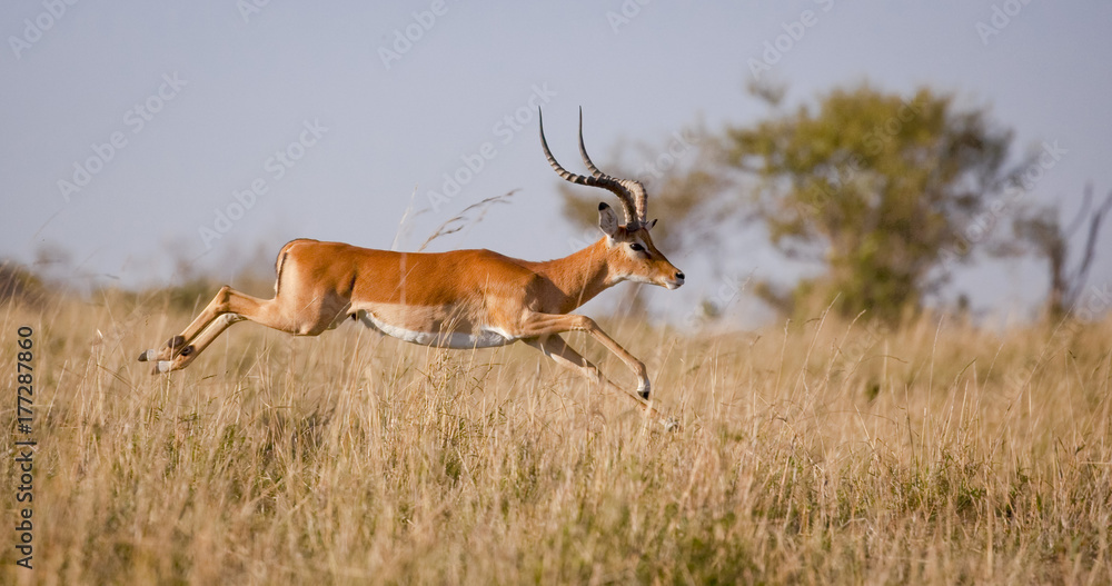 A male impala leaps outstretched in mid air over grassland in Kenya's Masai mara - obrazy, fototapety, plakaty 