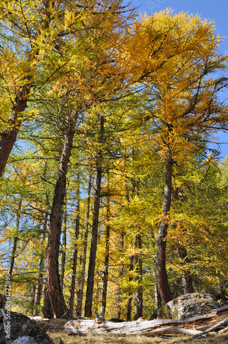 Plakat piękne żółte modrzewie jesienią