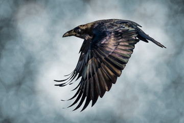 a flying raven