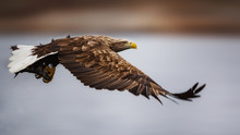 Sea Eagle In Flight, Norway