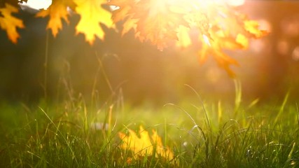 Sticker - Autumn leaves on a tree in autumnal park. Fall. Slow motion. 3840X2160 4K UHD video footage