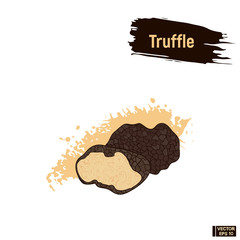 Wall Mural - Colored sketch truffle mushrooms.