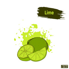 Wall Mural - Colored sketch ripe lime.