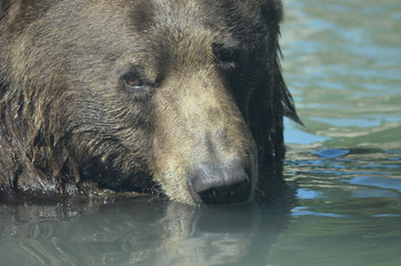 Wall Mural - Grizzly bear in the water