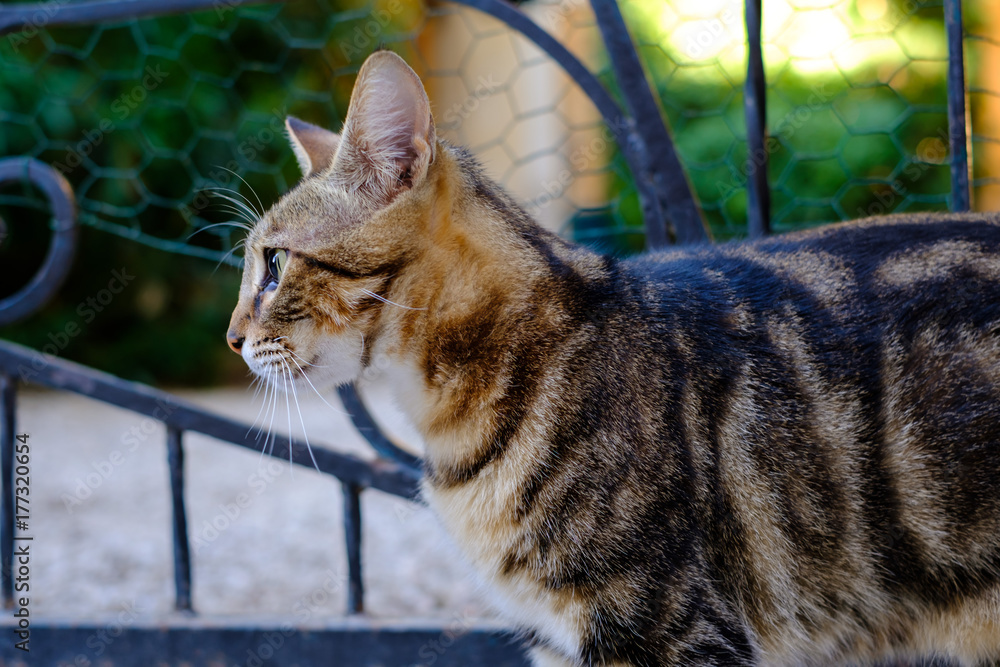 Fototapeta Profil De Chat Tigre Dans La Rue Kot Zwierze Zwierze Fototapety Foteks Fototapeta Profil De Chat Tigre Dans La Rue Kot Zwierze Zwierze Fototapety Foteks