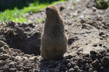 Poster - Prairie dog