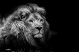 lion portrait