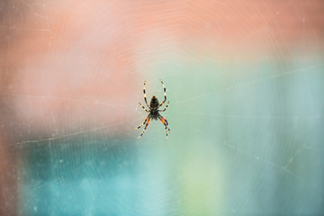 Spider1