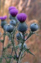 Closeup Bull Spear Thistle (Cirsium Vulgare) Bloom Flowers Spiny Thorny Prickly