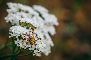 Wall Mural - Macro photo of bug or beetle insect on white flower, wildlife in nature concept