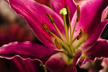 Floral Macro Photo Of Large Pink/purple Petals With Details Of Stamen And Pollen