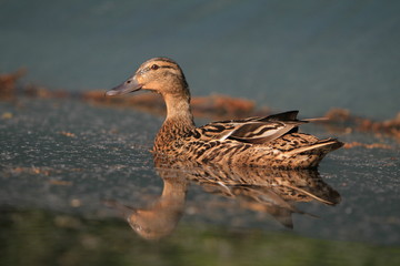 female mallard duck swimming on pond