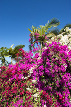 Bougainvillea And Palm Trees 