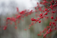 Red Berries Of A Deciduous Holly