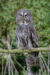 Poster - An upright photograph of a great gray owl perched on a branch in a wood facing forward
