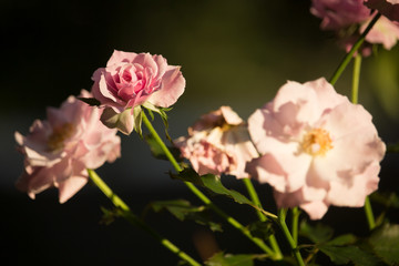  Soft Pink mix white rose flower