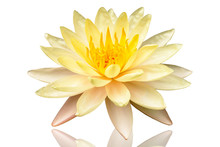 Beautiful Yellow Lotus Flower
