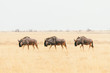 Three wildebeest walking on African savanna
