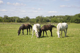 Fototapeta Konie - horses grazing in a field