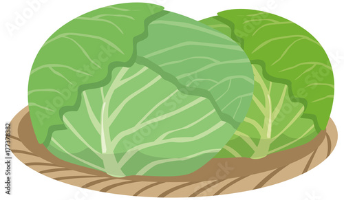 キャベツ イメージイラスト Wall Mural Art Art Wallpaper Murals Kintomo