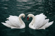 © Sonja Lekovic/Stocksy - two white swans in love in a green lake