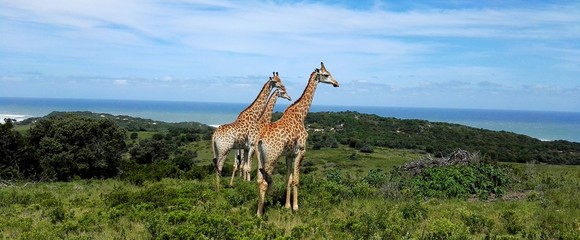 Wall Mural - giraffe 01