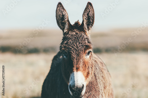 Fotografía Donkey Farm Animal brown colour at prairie close up head (The donkey or ass, Equ