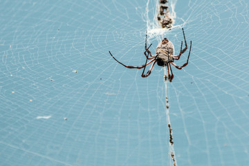 Large spider in web closeup
