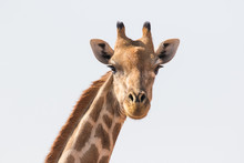 Close Up Image Of A Giraffe Walking In The Kalahari In The Northern Cape Province Of South Africa 