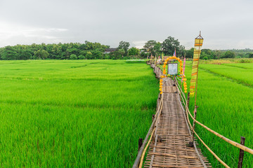 public travel location bamboo handmade bridge on green rice field in Lampang name 