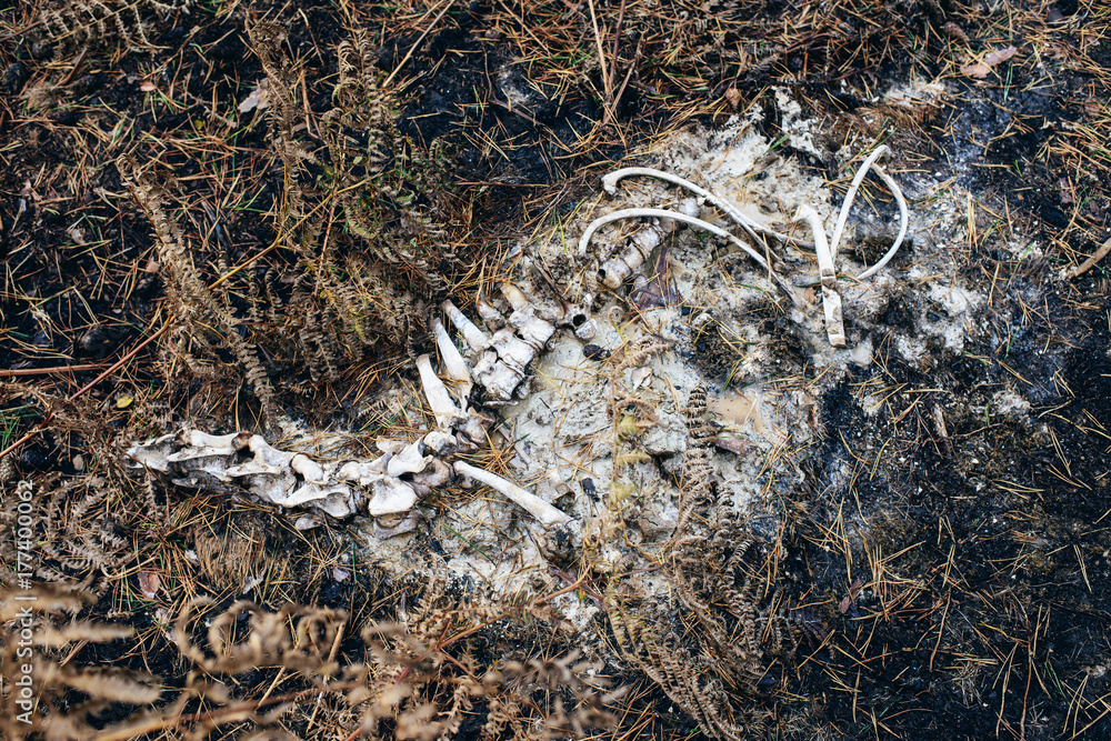Decomposing skeleton of animal on forest ground. Stock Photo | Adobe Stock