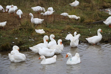 Wall Mural - a flock of white geese bathing in the river and walking along the shore