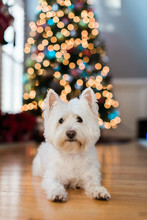 Cute White Dog Laying In Front A Christmas Tree