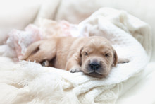 Cute Newborn Puppy Of A Golden Retriever Lies On A White Background