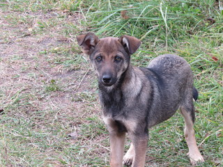 Attentive puppy. (The Vast Russia! Sergey, Bryansk.)