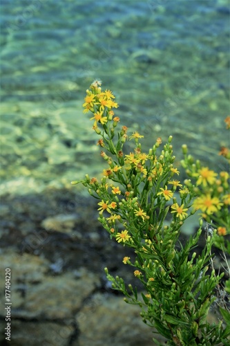 Plakat krzew kwiatów w pobliżu morza
