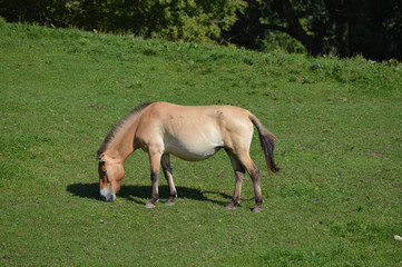 Wall Mural - Wild Asian Horse