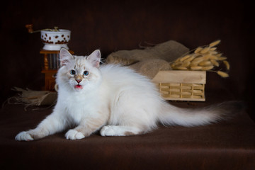 Wall Mural - Purebred beautiful Neva masquerade cat, kitten on a brown background. Coffee grinder and box with dry flowers as decoration.