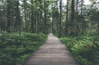 © shansekala/Stocksy - wooden footpath through the forest