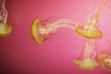Vibrant Yellow Jellyfish Swimming Against A Pink Background